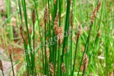 Болотница болотная Eleocharis palustris
