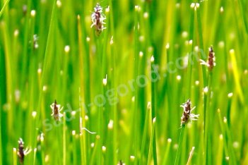 Болотница игольчатая Eleocharis acicularis