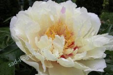 Пион Ито-гибрид Лемон Дрим Paeonia Itoh Lemon Dream