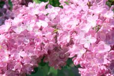 Сирень обыкновенная Русь Syringa vulgaris Rus