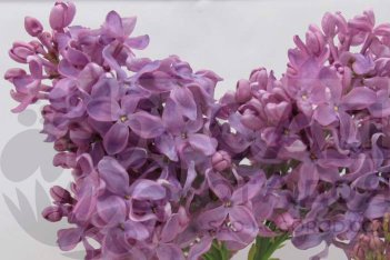 Сирень обыкновенная Русь Syringa vulgaris Rus