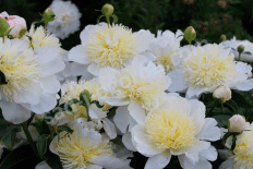 Пион молочноцветковый Хани Голд Paeonia lactiflora Honey Gold