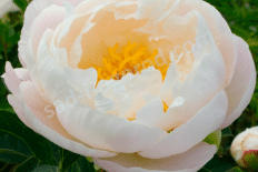 Пион молочноцветковый Мисс Америка Paeonia lactiflora Miss America