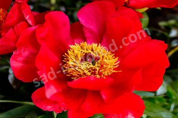 Пион молочноцветковый Блейз Paeonia lactiflora Blaze