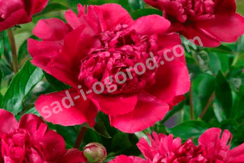 Пион молочноцветковый Биг Бэн Paeonia lactiflora Big Ben