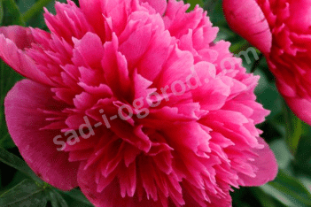 Пион лекарственный Розеа Плена Paeonia officinalis Rosea Plena