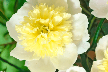 Пион молочноцветковый Примавера Paeonia lactiflora Primevere