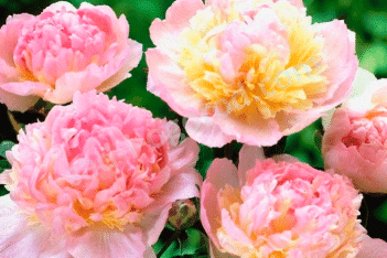 Пион молочноцветковый Распберри Сандей Paeonia lactiflora Raspberry Sundae