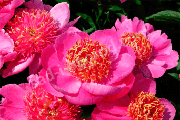 Пион молочноцветковый Неон Paeonia lactiflora Neon