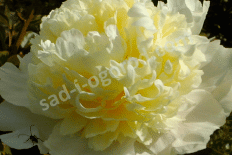 Пион молочноцветковый Лаура Дессерт Paeonia lactiflora Laura Dessert