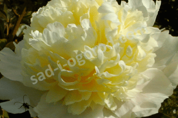 Пион молочноцветковый Лаура Дессерт Paeonia lactiflora Laura Dessert