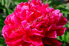 Пион молочноцветковый Л`Эклатант Paeonia lactiflora L`Eclatante