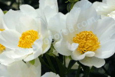 Пион молочноцветковый Ян Ван Леувен Paeonia lactiflora Jan Van Leeuwen