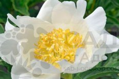 Пион молочноцветковый Ян Ван Леувен Paeonia lactiflora Jan Van Leeuwen