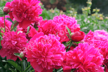 Пион молочноцветковый Инспектор Лаверн Paeonia lactiflora Inspecteur Lavergne