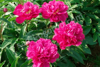 Пион молочноцветковый Банкер Хилл Paeonia lactiflora Bunker Hill