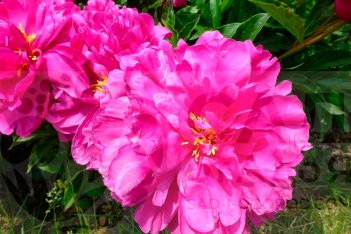 Пион молочноцветковый Банкер Хилл Paeonia lactiflora Bunker Hill