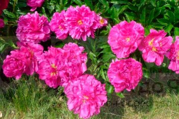 Пион молочноцветковый Банкер Хилл Paeonia lactiflora Bunker Hill