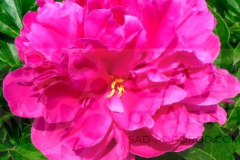 Пион молочноцветковый Банкер Хилл Paeonia lactiflora Bunker Hill