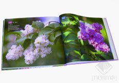 Книга Время сирени