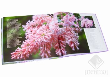 Книга Время сирени