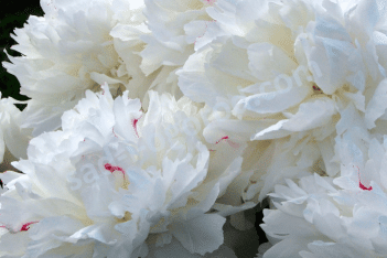 Пион молочноцветковый Фестива Максима Paeonia lactiflora Festiva Maxima