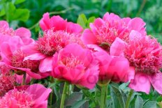 Пион лекарственный Анемонефлора Paeonia officinalis Anemoniflora