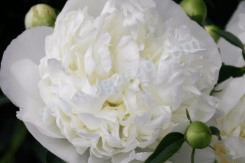 Пион лекарственный Альба Плена Paeonia officinalis Alba Plena