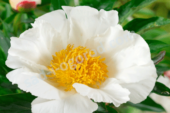 Пион молочноцветковый Уайт Вингс Paeonia lactiflora White Wings