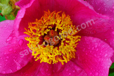Пион лекарственный Моллис Paeonia officinalis Mollis