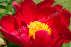 Пион молочноцветковый Скарлет О' Хара Paeonia lactiflora Scarlet O` Hara
