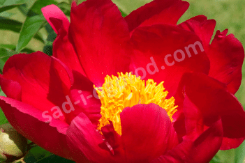 Пион молочноцветковый Скарлет О' Хара Paeonia lactiflora Scarlet O` Hara