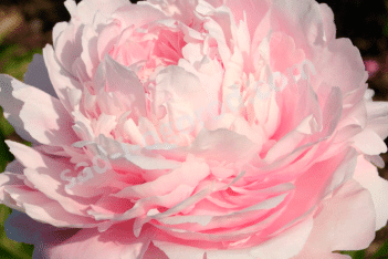 Пион молочноцветковый Альберт Круз Paeonia lactiflora Albert Crousse