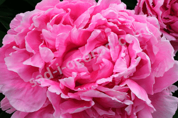 Пион молочноцветковый Александр Флейминг Paeonia lactiflora Alexander Fleming