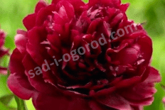Пион молочноцветковый Армани Paeonia lactiflora Armani