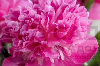 Пион молочноцветковый Амабилис Paeonia lactiflora Amabilis