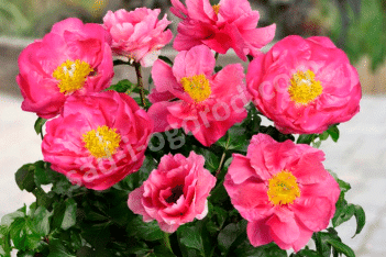 Пион молочноцветковый Афины Paeonia lactiflora Athens (Patio Peony)
