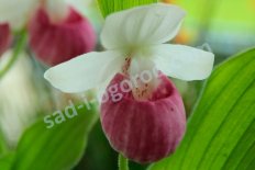 Башмачок королевы Cypripedium reginae