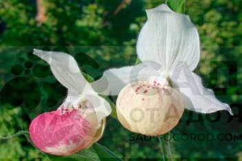 Орхидея Венерин башмачок тибетский Улла Силкенс Cypripedium Ulla Silkens