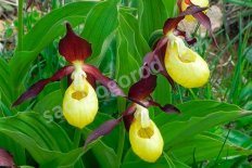 Орхидея Венерин башмачок настоящий Cypripedium calceolus