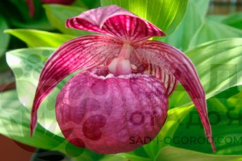 Орхидея Венерин башмачок крупноцветковый Cypripedium macranthos