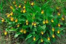Орхидея Венерин башмачок мелкоцветковый пушистый Cypripedium parviflorum pubescens