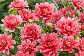 Георгина Берлинер Кляйне Dahlia Berliner Kleene