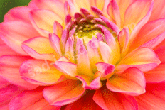 Георгина Мелодия Аллегро Dahlia Melody Allegro
