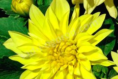 Георгина Гэллери Сезан Dahlia Gallery Cezanne