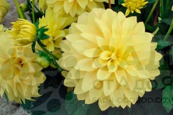 Георгина Гэллери Сезан Dahlia Gallery Cezanne