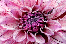 Георгина Пепл Эксплоужн Dahlia decorative Purple Explosion
