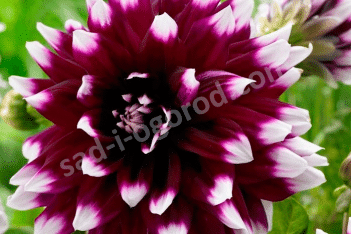 Георгина Мистери Дэй Dahlia decorative Mystery Day