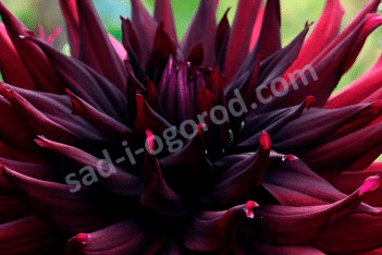 Георгина Блек Нарциссус Dahlia Black Narcissus