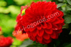 Георгина бордюрная Гэллери Зингер Dahlia Gallery Singer